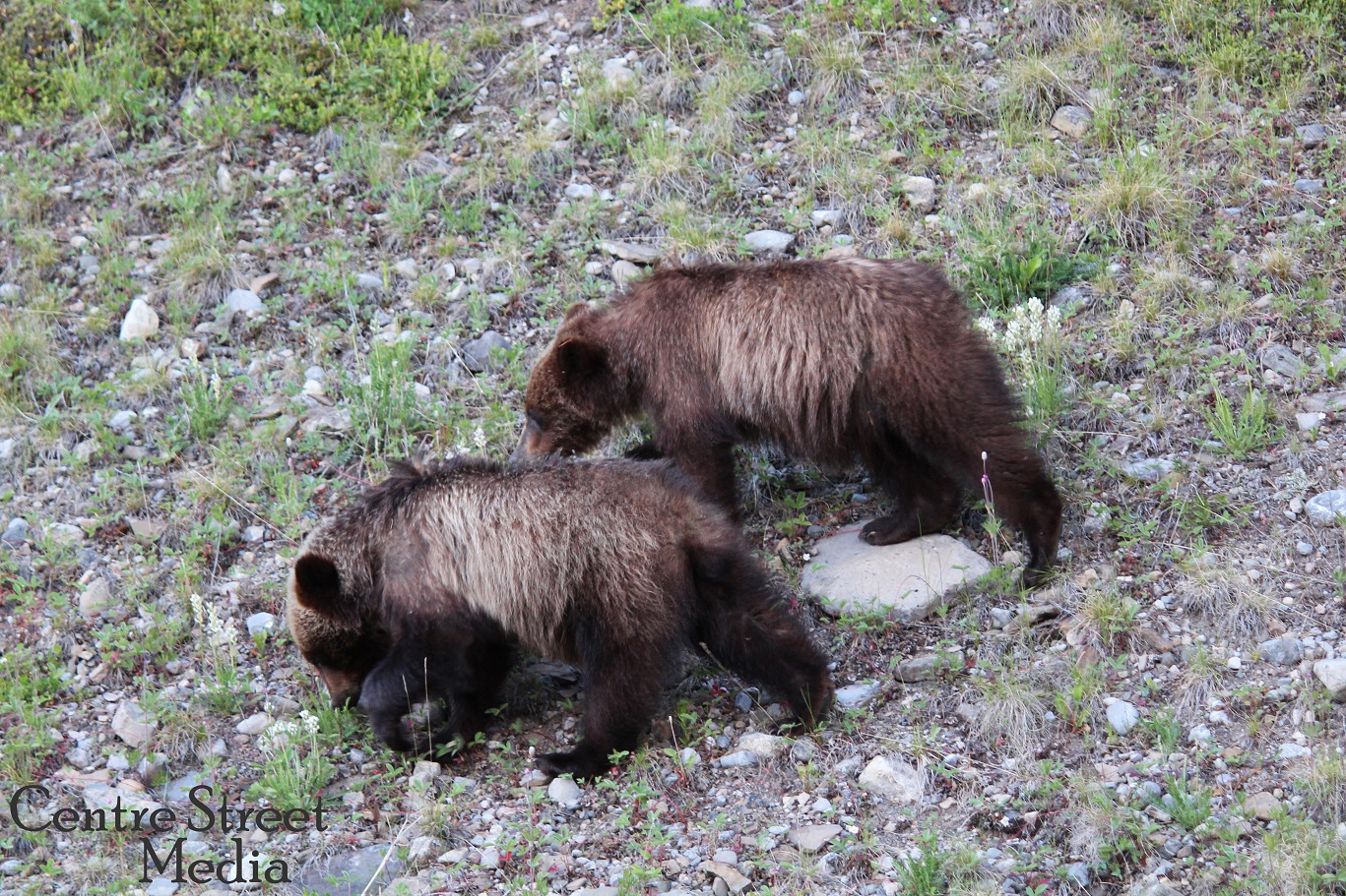 K-Country Bruin Cubs